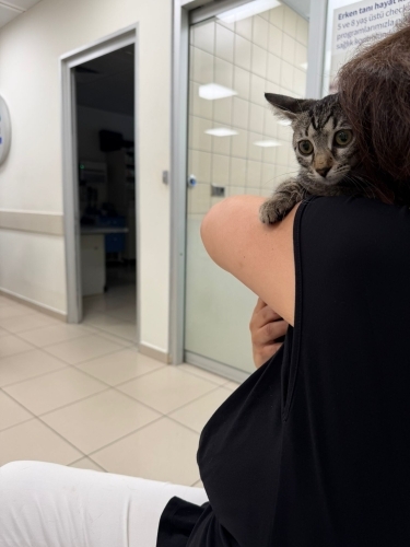 Şila iç dış parazitleri karma aşısı yapıldı fotoğraf