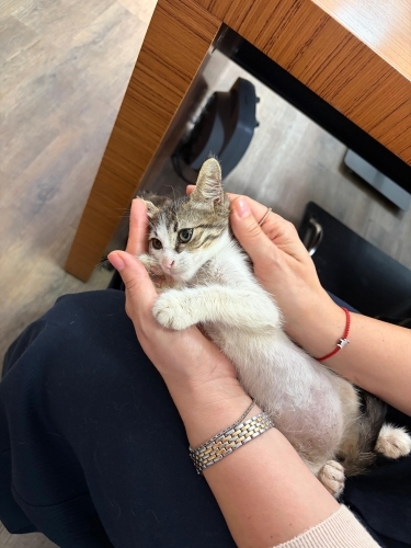 Şakir iç dış parazitleri karma aşısı yapıldı fotoğraf