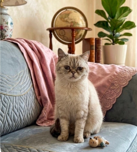 Pamuk prens yuva arıyor fotoğraf