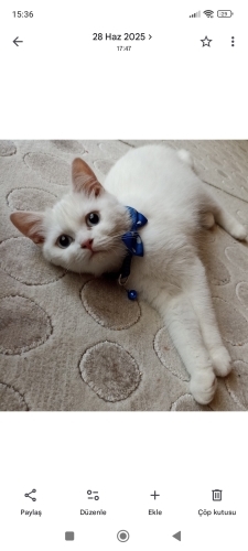 British Shorthair Kedimizi, Sağlık Problemimiz Sebebiyle Ücretsiz Sahiplendirme fotoğraf