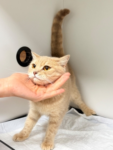 Veterinere terk edildi fotoğraf