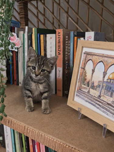 Minik yavru halen yuva arıyor🥲 fotoğraf