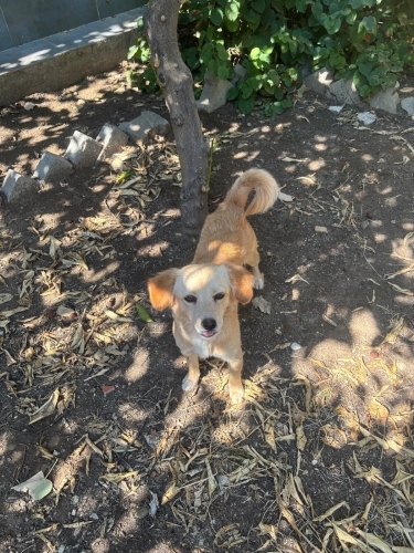 Sahipsiz ev köpeği yuva arıyor fotoğraf