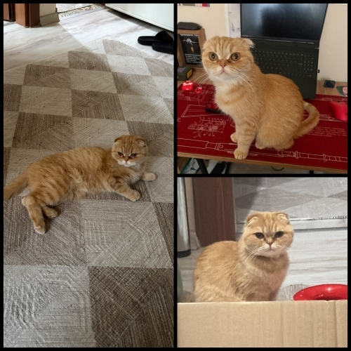 ilgi bağımlısı şapşik kedi fotoğraf
