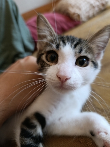 Yavru Kedi Benekli Yuva Arıyor fotoğraf