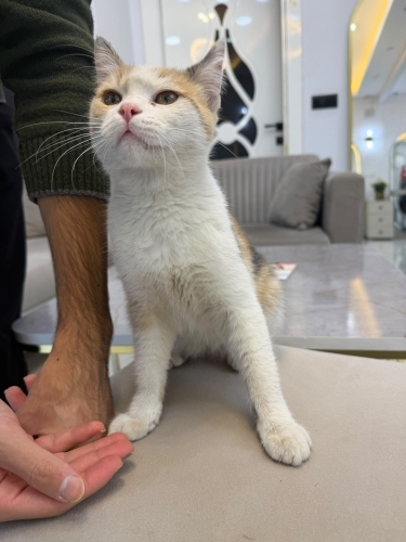 Yavru kedi dişi fotoğraf