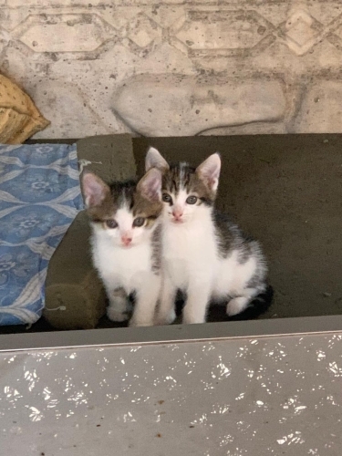 4 YAVRU TEKİR KEDİ ACİL YUVA ARANIYOR fotoğraf
