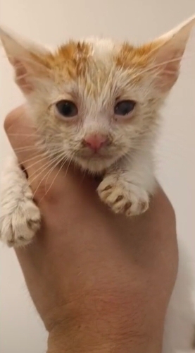 1 aylık bebek sarman kedi Helin ömürlük yuvasını arıyor😻 fotoğraf