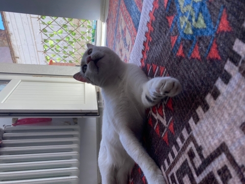 Sokağa atılmış sevecen kedi fotoğraf