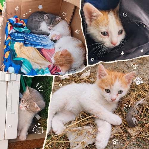 3 adet yavru sokak kedisi fotoğraf