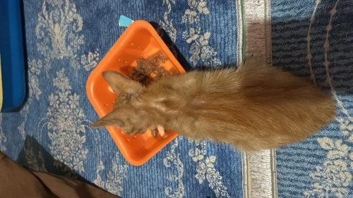 Çok sevecen cana yakın fotoğraf