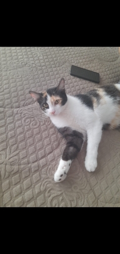 Ücretsiz sahiplendirme 1 yaşında dişi üç renk calico fotoğraf