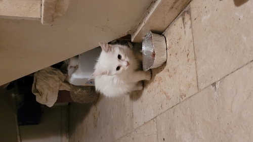 Güzel Kar Tanesi fotoğraf