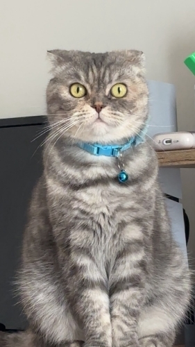 Kendi halinde kısırlaştırılmış erkek kedi fotoğraf