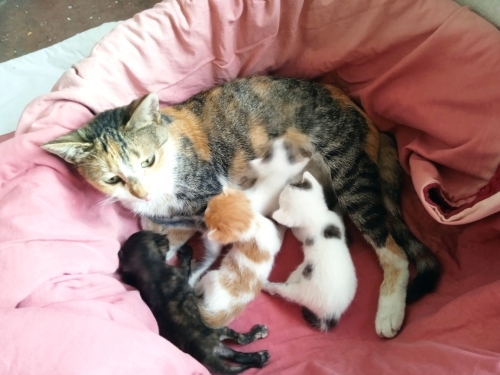26 kedi büyüttüm 8 kedim var evimde bakamiyorum 4 güzel yavrum var fotoğraf