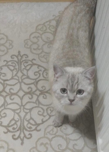 KISIR DİŞİ ÖMÜRLÜK YUVASINI ARIYOR fotoğraf