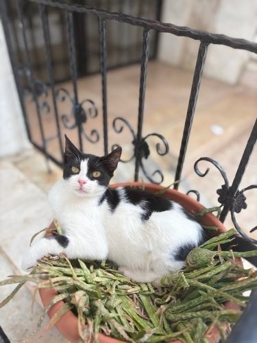 Çok cana yakın oyuncu fotoğraf