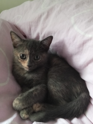 Siyam Melezi Yavruya Ömürlük Yuva 🐾 fotoğraf