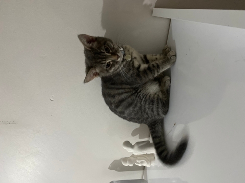 Marya üç aylık yavru kedi🐈 fotoğraf