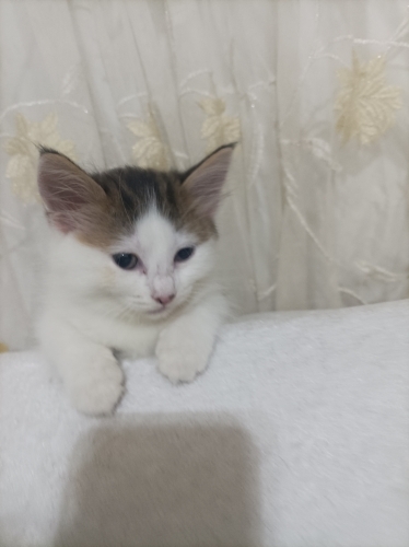 Acil yuva arıyorum fotoğraf