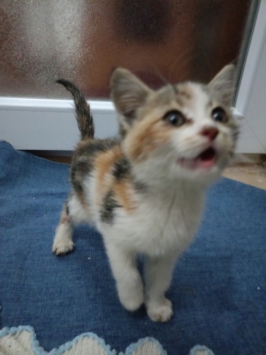 Çöpe terk edilmiş yavru kedi yuva arıyor fotoğraf