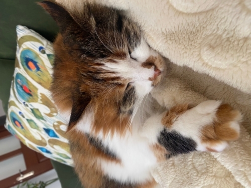 Sevmek ve sevilmek isteyen patili bir dost fotoğraf