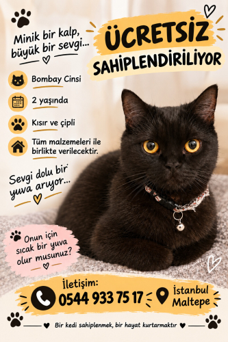 Pepper yeni yuva arıyor Acill fotoğraf