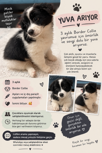 🐾 3 Aylık Border Collie Yavrumuza Ömürlük Yuvasını Arıyoruz 🏡🤍 fotoğraf