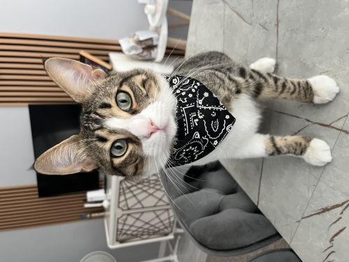 Sevecen, oyuncu ve insan dostu bir oğlan. 🐾🤍 fotoğraf