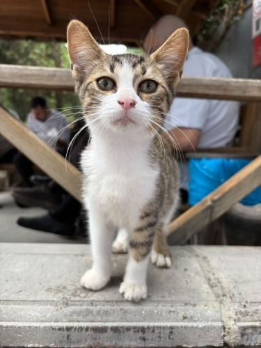 🚨 ACİL YUVA ARIYOR!🐾🐣 fotoğraf