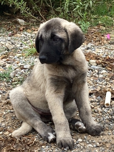 Merhaba ben Pita fotoğraf