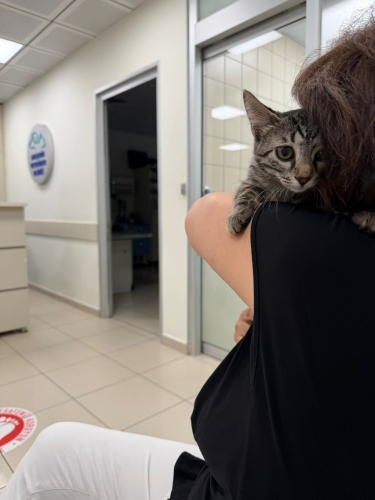 Şila iç dış parazitleri karma aşısı yapıldı fotoğraf