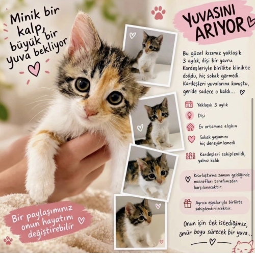 Minik yuva arıyor fotoğraf