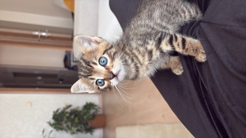 Oyuncu ve sağlıklı bebişe yuva arıyoruz fotoğraf