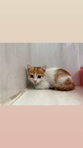 Çüçük erkek bebek kediiii yuva arıyor 🐈 fotoğraf