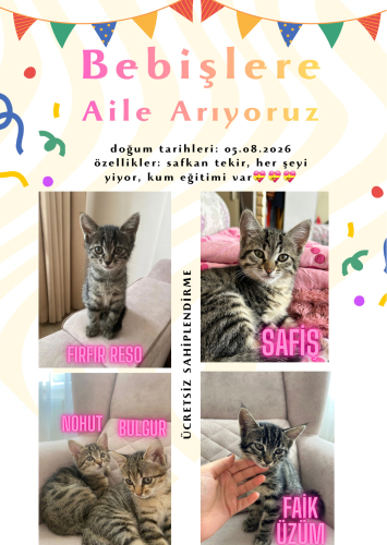 5 yavruyu sahiplendiriyoruz fotoğraf