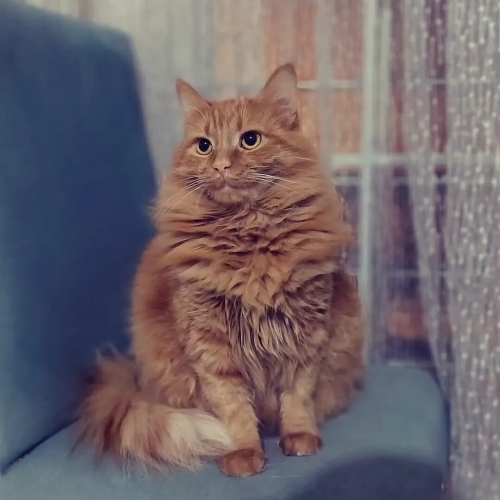 Dunya guzeline acil yuva kısır aşılar tam fotoğraf