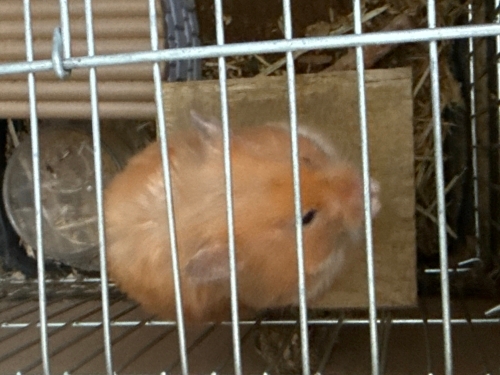 Hamsterımı kafesiyle beraber ücretsiz sahiplendiriyorum. fotoğraf