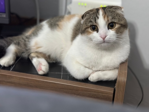 Çok uysal bir kedi fotoğraf