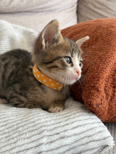 Kırçıl daha 5 haftalık, ömürlük yuvasını arıyoruz 🐱 fotoğraf
