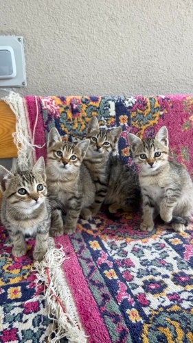 2 Aylık Kedolara Yuva - Hepsi kum eğitimli, İnsan delisi. fotoğraf