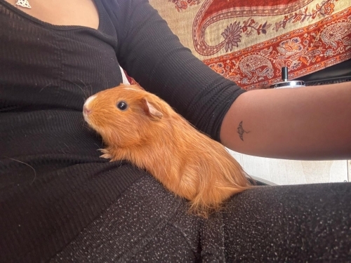 Kınalıya yeni yuva arıyoruz fotoğraf