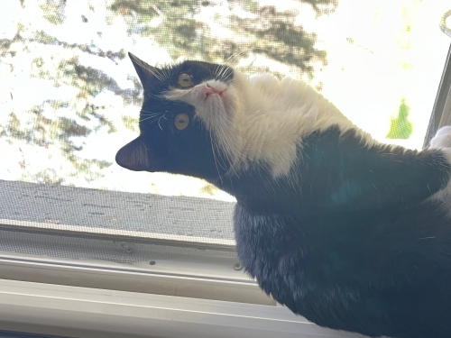 Smokin erkek kedi fotoğraf