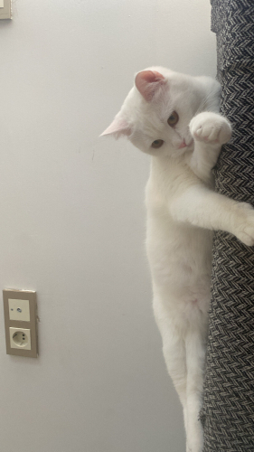 pamuk kedimize yuva ariyoruz fotoğraf