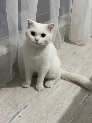 ACİL YUVA ARANIYOR fotoğraf