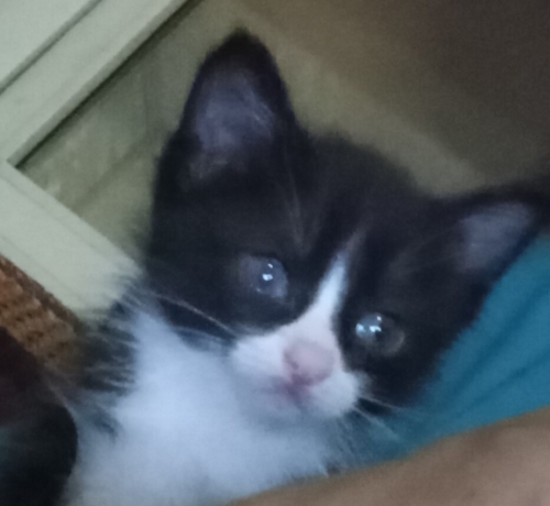Meraklı, sevecen ve paspas canavarı fotoğraf