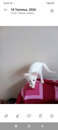 Meraklı ve sevecen kehribar göz fotoğraf