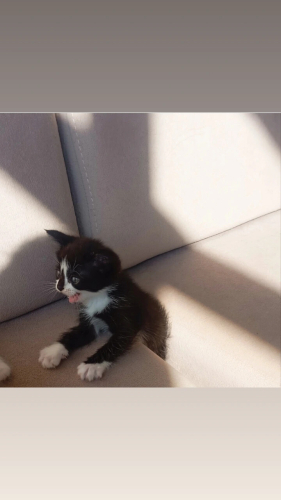 Kucakta durmayı seven ama biraz çekingen, sevecen ve tatlı bir kız fotoğraf