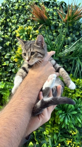 3 aylık çok sevgi dolu bir kız fotoğraf