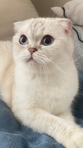 Liliye güvenilir bir yuva arıyoruz fotoğraf